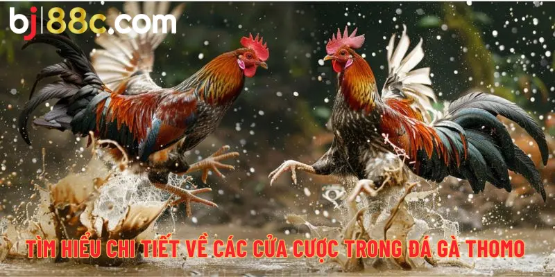 Tìm hiểu chi tiết về các cửa cược trong đá gà Thomo