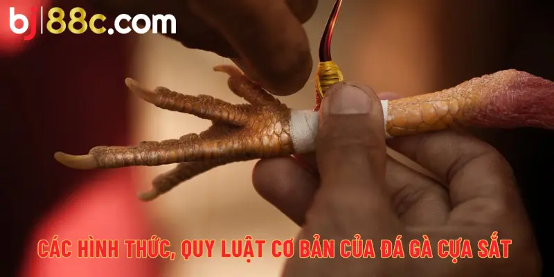 Các hình thức, quy luật cơ bản của đá gà cựa sắt