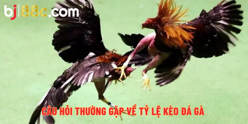 Câu hỏi thường gặp về tỷ lệ kèo đá gà