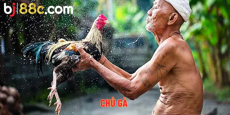 Những chiến kê đều được chăm sóc kỹ lưởng bởi chủ gà