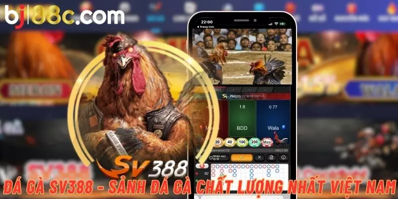 Giới thiệu thông tin về đá gà Sv388 - sảnh cá cược chất lượng nổi tiếng tại Đông Nam Á