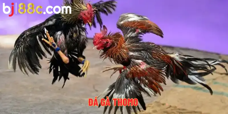 Đá gà Thomo