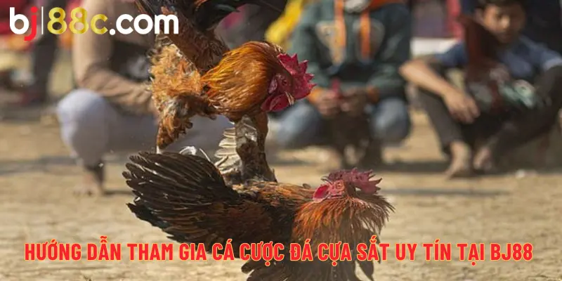 Hướng dẫn tham gia cá cược đá cựa sắt uy tín tại BJ88