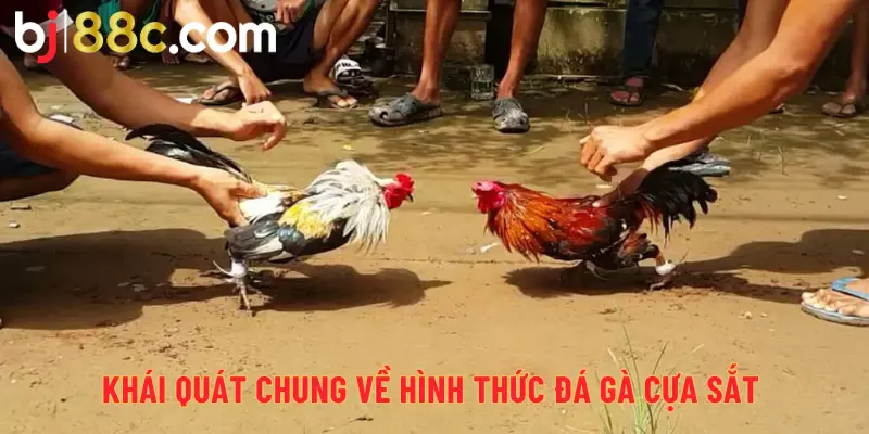 Khái quát chung về hình thức đá gà cựa sắt