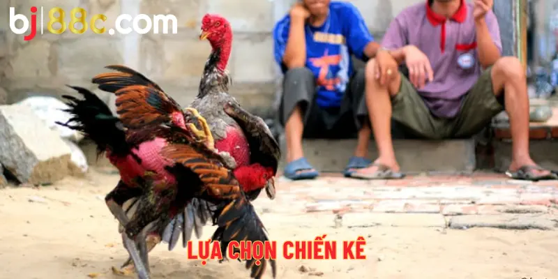 Lựa chọn chiến kê