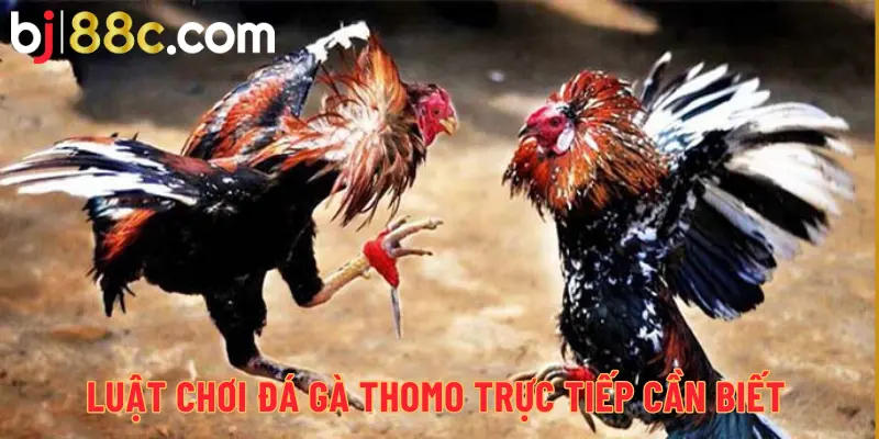 Luật chơi đá gà Thomo trực tiếp cần biết