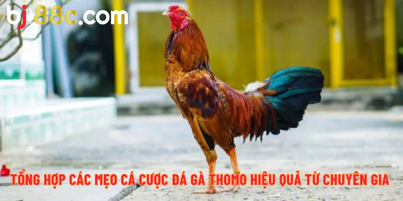 Tổng hợp các mẹo cá cược đá gà Thomo hiệu quả từ chuyên gia