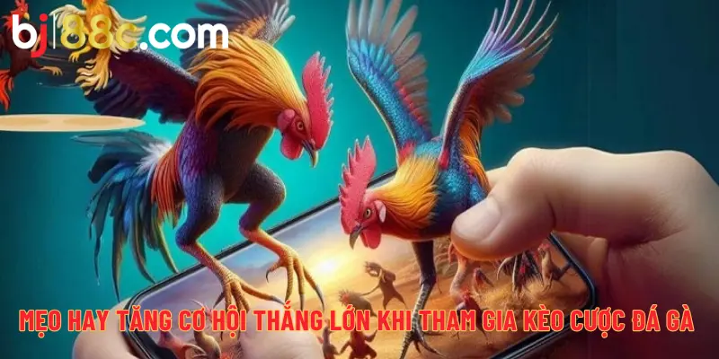 Mẹo hay tăng cơ hội thắng lớn khi tham gia kèo cược đá gà