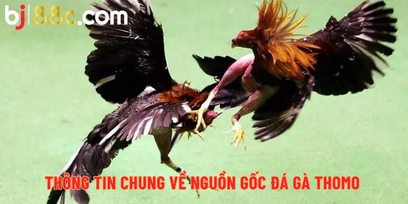 Thông tin chung về nguồn gốc đá gà Thomo