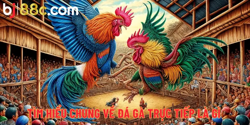 Tìm hiểu chung về đá gà trực tiếp là gì