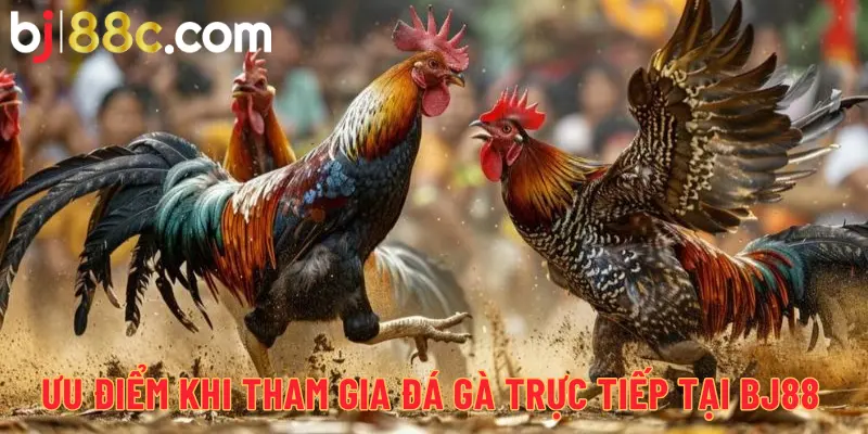 Ưu điểm khi tham gia đá gà trực tiếp tại BJ88