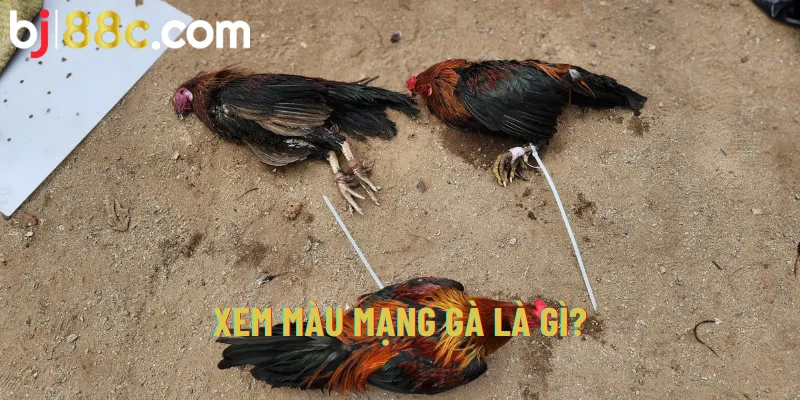 Tìm hiểu về mạng gà